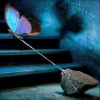 butterfly with rock