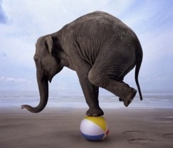 elephant balance